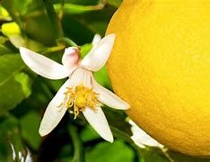 Image result for Lemon Tree Blooming