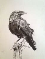 Image result for Black Raven Drawing