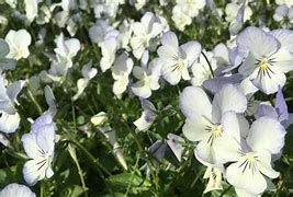 Image result for Viola Icy but Spicy (Cornuta-Group)