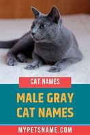 Image result for Skeptical Gray Cat Meme