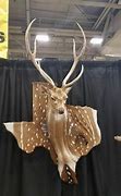 Image result for Axis Deer Mounts