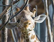 Image result for Funny Baby Giraffe