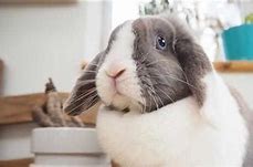 Image result for Flop Eared Bunny