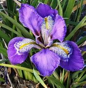 Image result for Iris unguicularis