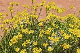 Image result for Yellow Spring Mojave Desert Flowers