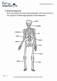 Image result for Human Skeleton Anatomy Activity