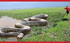 Image result for The Biggest Anaconda Found