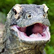 Image result for Komodo Dragon Side View