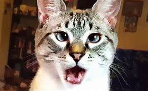 Image result for funniest cats videos