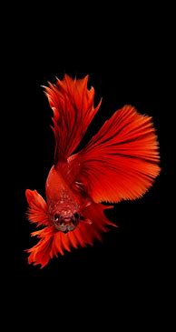 Image result for iPhone Fish Wallpaper Type