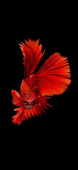 Image result for Betta Fish iPhone