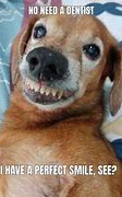 Image result for Dog with Funny Face Dank Meme