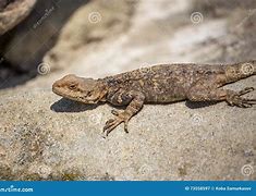 Image result for Brown Lizards in Georgia