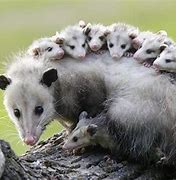 Image result for Mother Opossum