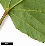 Image result for Acer capillipes