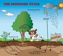 Image result for Nitrogen Cycle Ecosystem