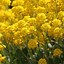 Afbeeldingsresultaten voor Alyssum montanum Berggold