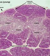 Image result for Thymus Histology Diagram