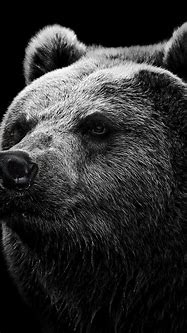 Image result for Scary Bear Wallpaper