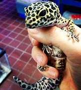 Image result for Leopard Gecko Pet
