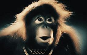 Image result for Shitpost Monkey GIF