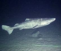 Image result for Greenland Shark Ocean Quahog