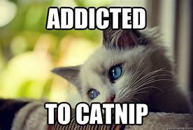 Image result for Cat Addicted Phone Meme