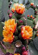 Image result for Images of Cactus