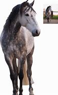 Image result for Horse Racing Front View