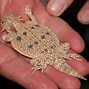 Image result for Flat Tail Horned Lizard