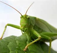 Image result for Cricket Bug Green