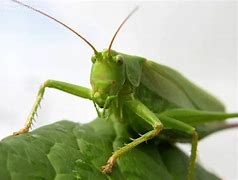 Image result for Cricket Bug