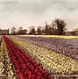 Image result for Bulb Fields