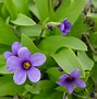 Image result for Primula auricula Minley