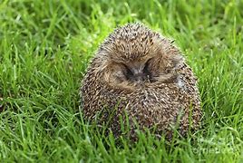 Image result for Hedgehog Curled Up