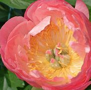 Image result for Paeonia lactiflora Coral Charm