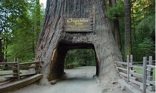 Image result for california national parks