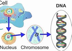 Image result for Eukaryotic Gene Structure