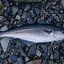 Image result for All Kinds of Fish in the World