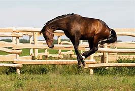 Image result for Crazy Bucking Horse