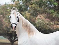 Image result for Marwari Horse Breed