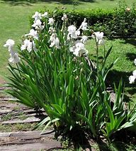 Image result for Iris Bianca (Germanica-Group)