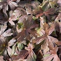 Image result for Geranium maculatum Stormy Night