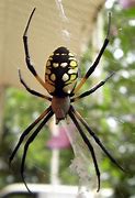 Image result for Florida Garden Spider