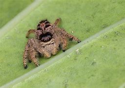 Image result for Biggest Jumping Spider in the World