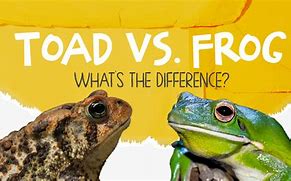 Image result for Frog and Toad Compare and Contrast