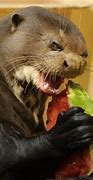 Image result for Sea Otter Watermelon