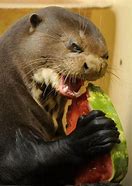 Image result for Otter Eating Watermelon