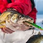 Image result for Ice Fishing Walleye Jigs