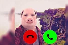 Image result for Animal Call Memes